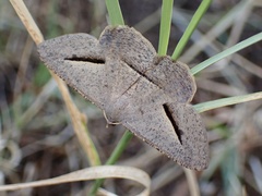 Isturgia penthearia