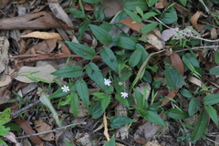 Tripladenia cunninghamii