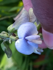 Crotalaria verrucosa
