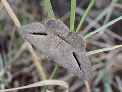 Isturgia penthearia