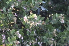 Arctostaphylos