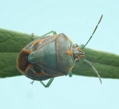 Antestiopsis cederwaldi