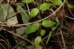 Secamone elliptica