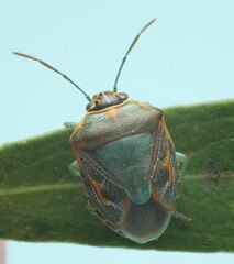 Antestiopsis cederwaldi