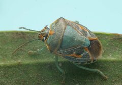 Antestiopsis cederwaldi