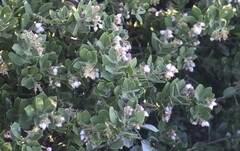 Arctostaphylos