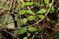 Secamone elliptica