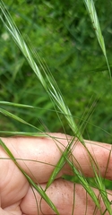 Bromus sterilis