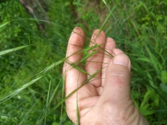 Bromus sterilis