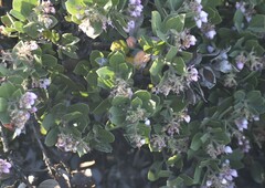 Arctostaphylos