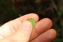 Secamone elliptica
