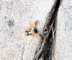 Amphitropesa elegans