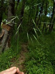 Bromus sterilis