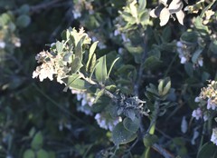 Arctostaphylos