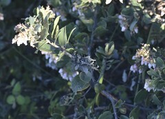 Arctostaphylos