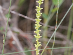 Microtis quadrata