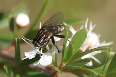 Oxysarcodexia varia