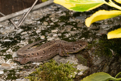 Lacerta agilis