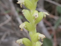 Microtis quadrata