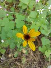 Heliopsis anomala