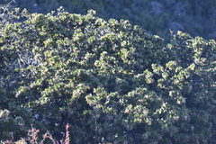 Arctostaphylos montaraensis