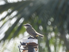 Tyrannus melancholicus