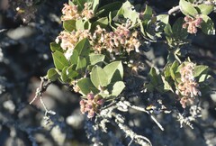Arctostaphylos montaraensis