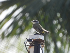 Tyrannus melancholicus