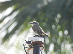 Tyrannus melancholicus