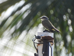 Tyrannus melancholicus