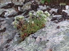 Paronychia argyrocoma