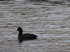 Fulica atra atra