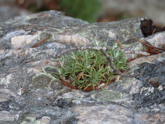 Paronychia argyrocoma