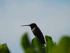 Archilochus alexandri