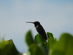 Archilochus alexandri