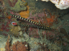 Dunckerocampus dactyliophorus