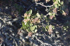 Arctostaphylos montaraensis