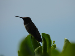 Archilochus alexandri