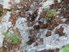 Paronychia argyrocoma