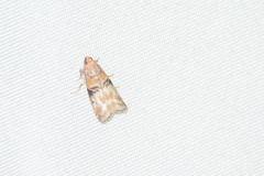 Sciota rubrisparsella
