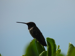 Archilochus alexandri