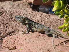 Ctenosaura pectinata