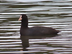 Fulica atra atra