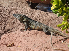 Ctenosaura pectinata