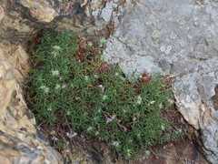 Paronychia argyrocoma