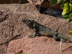 Ctenosaura pectinata