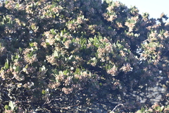 Arctostaphylos montaraensis