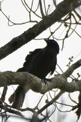 Corvus orru