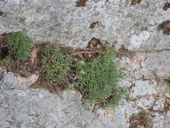 Paronychia argyrocoma