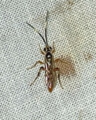 Cratichneumon w-album